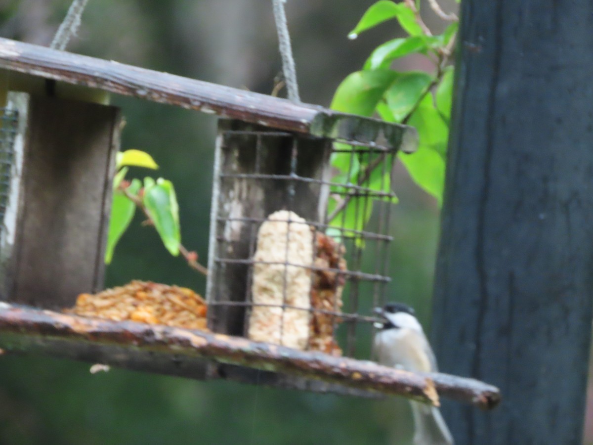 Carolina Chickadee - ML641014527