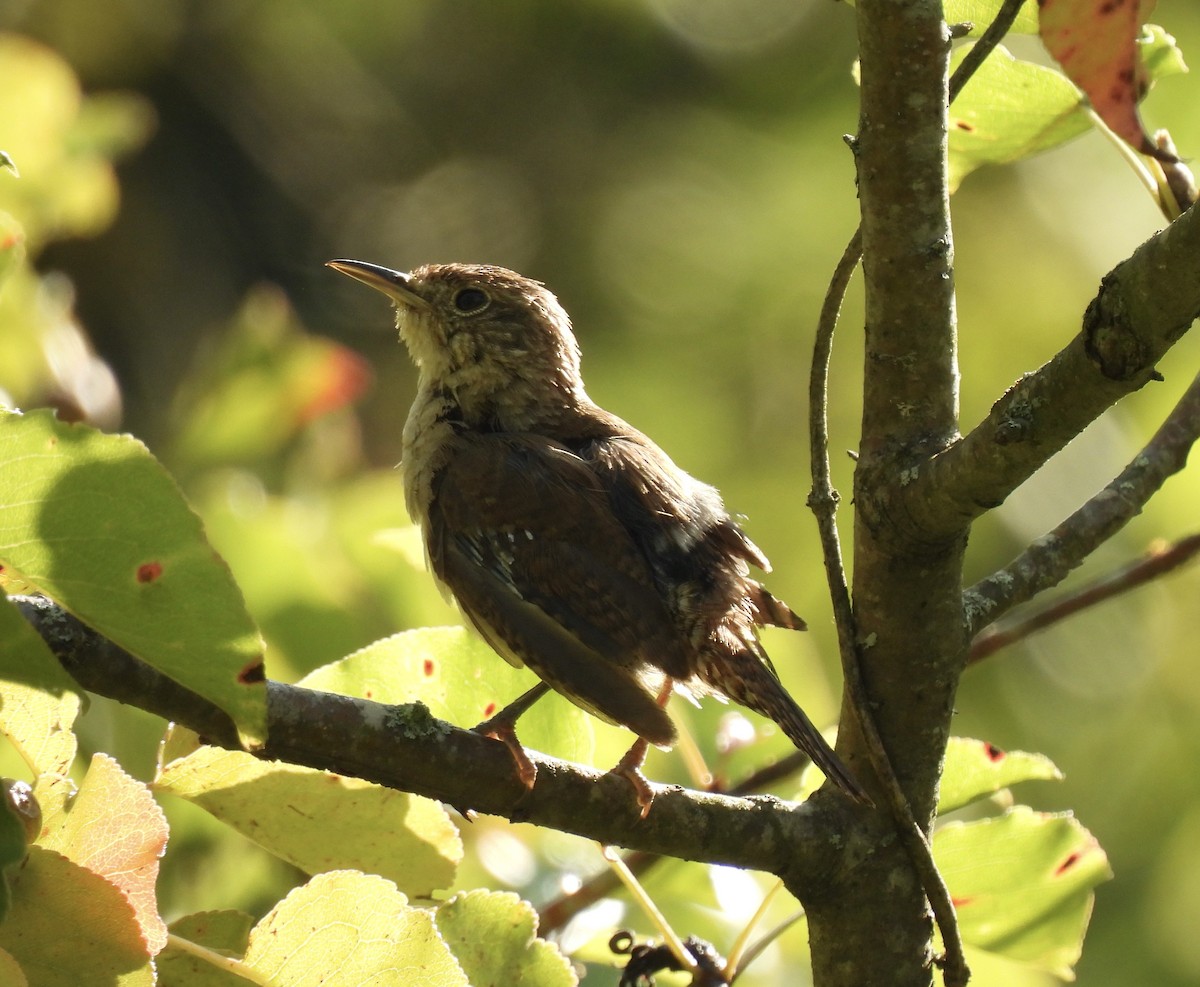 Northern House Wren - ML641014532
