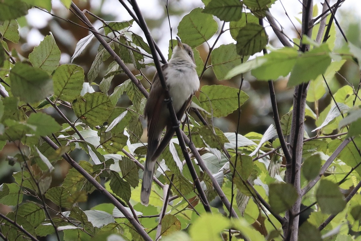 Yellow-billed Cuckoo - ML641014540