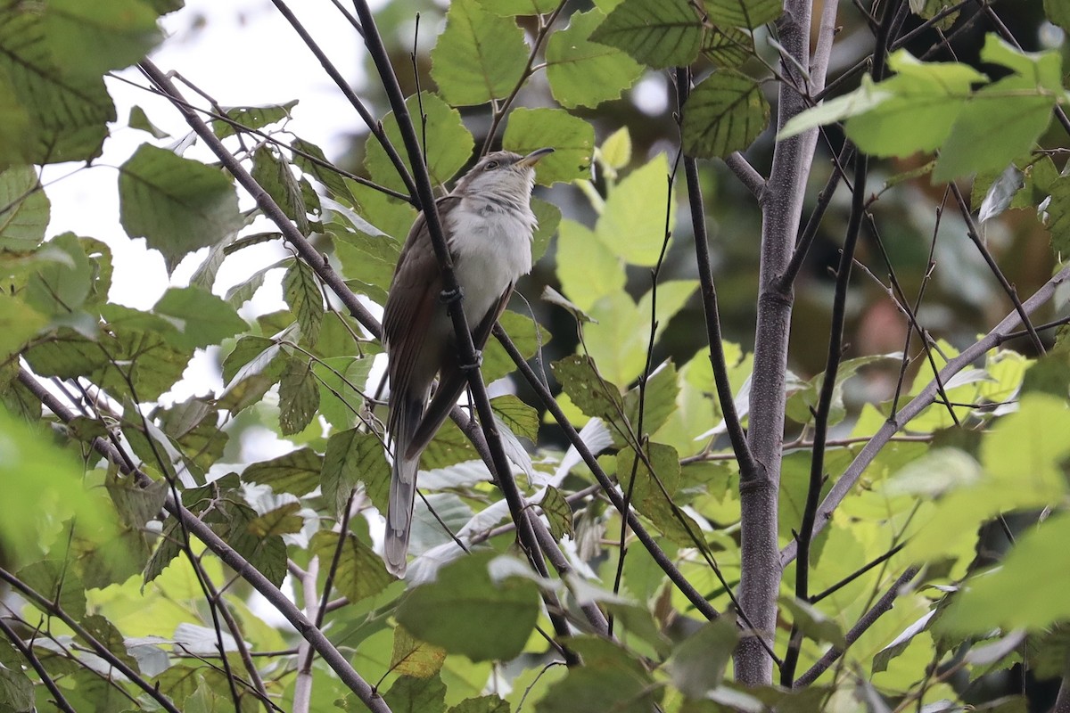 Yellow-billed Cuckoo - ML641014541