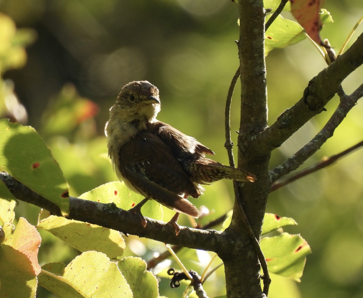 Northern House Wren - ML641014544