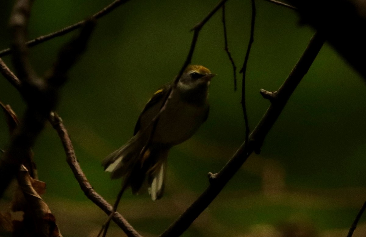Golden-winged Warbler - ML641014547