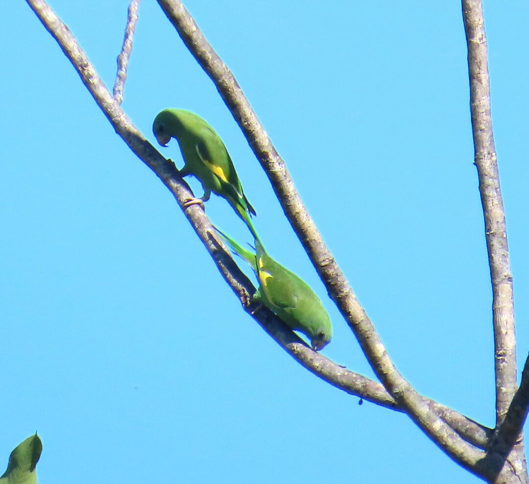 White-winged Parakeet - ML641014551