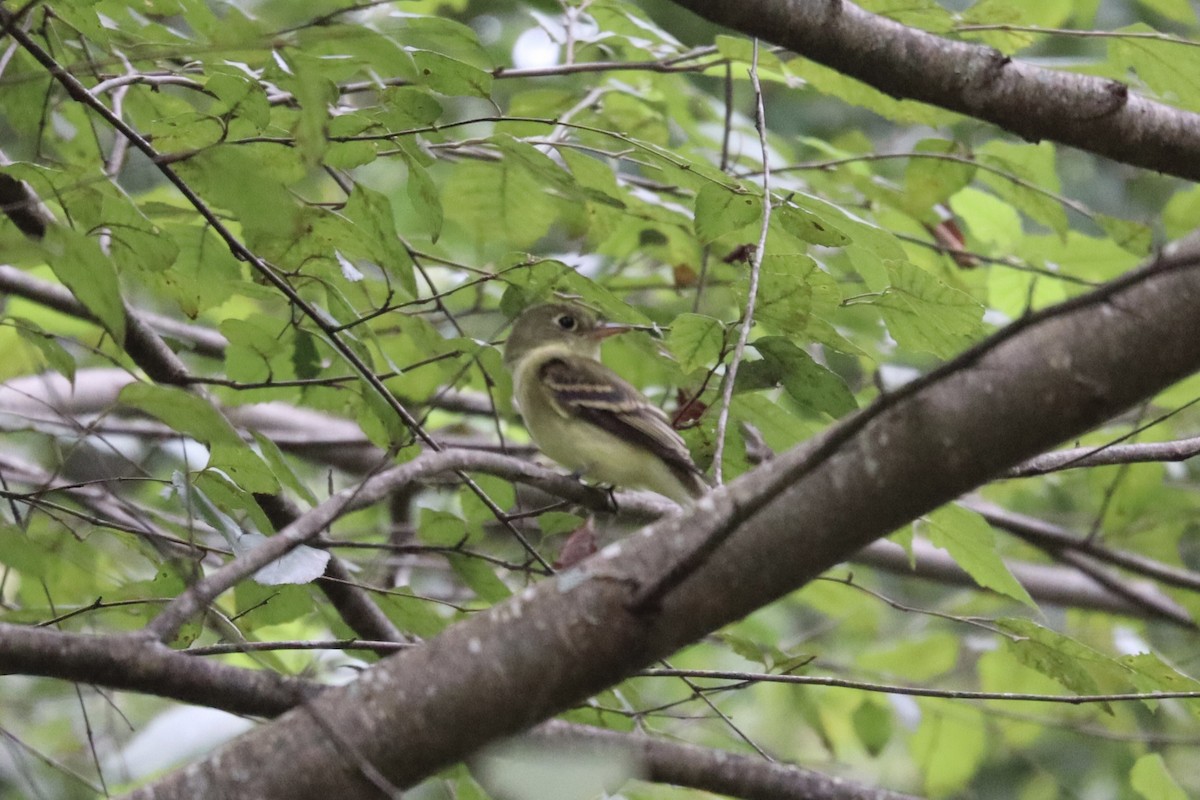 Acadian Flycatcher - ML641014563