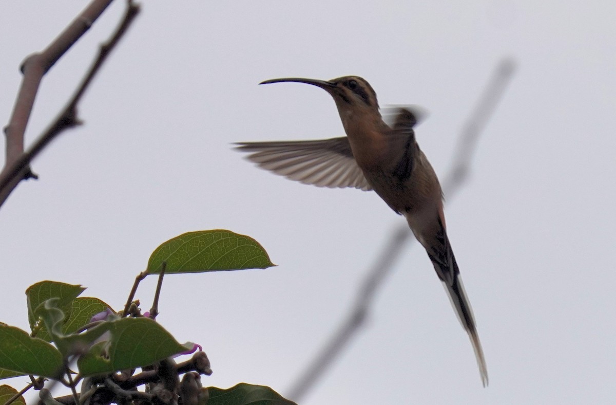 Planalto Hermit - ML641014566