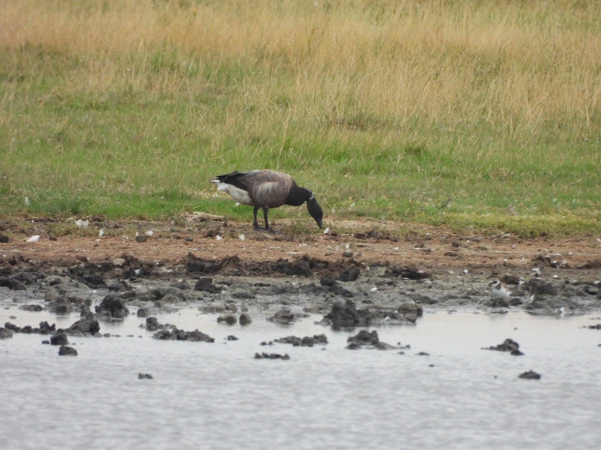 Brant - ML641014594