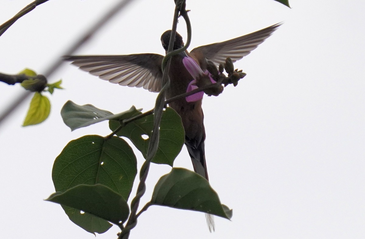 Planalto Hermit - ML641014604