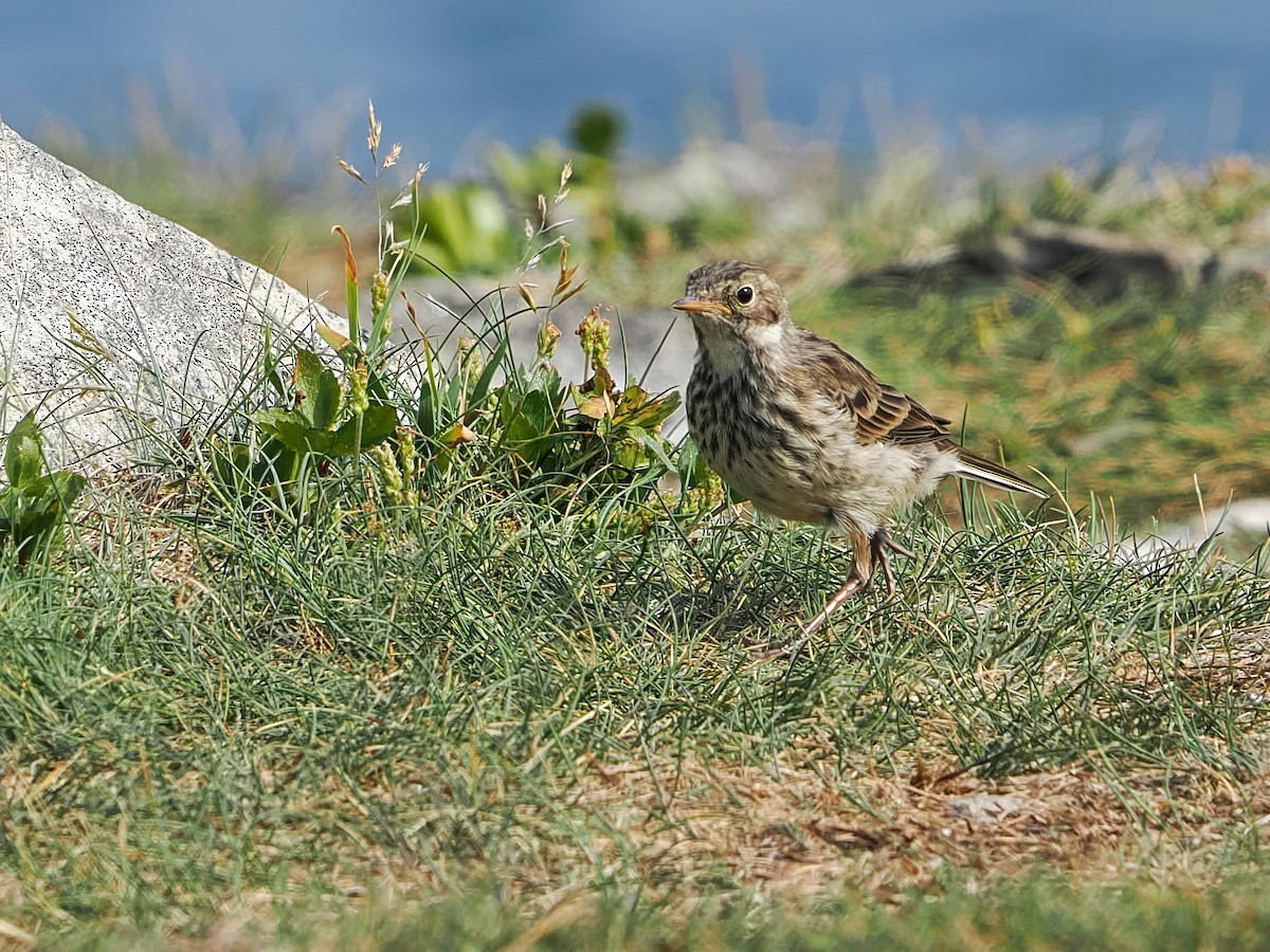 American Pipit - ML641014619