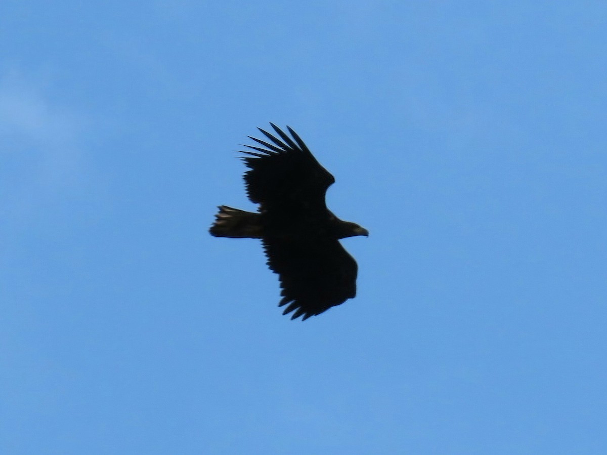 White-tailed Eagle - ML641014652