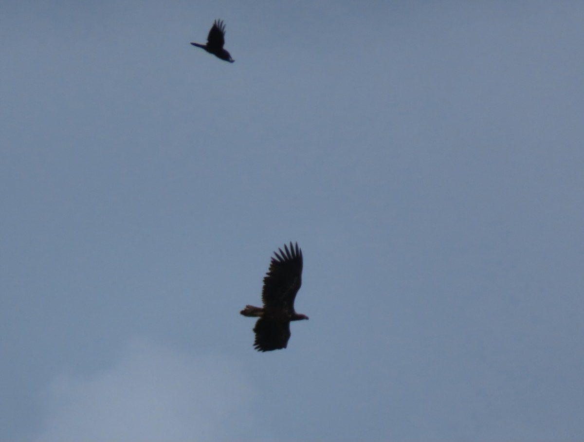 White-tailed Eagle - ML641014653