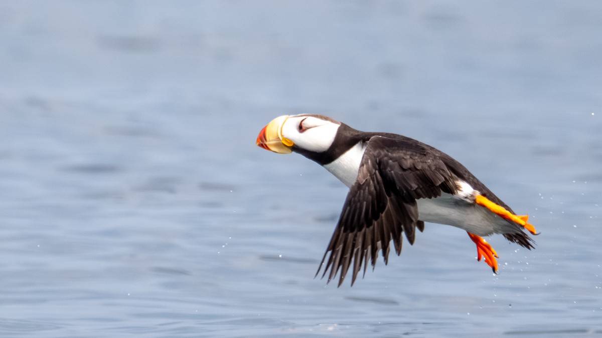 Horned Puffin - ML641014675