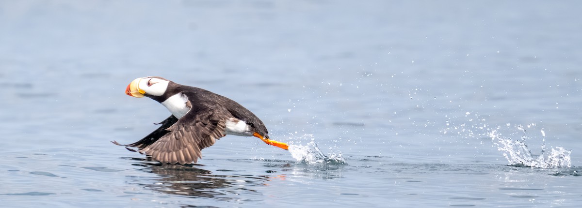 Horned Puffin - ML641014676