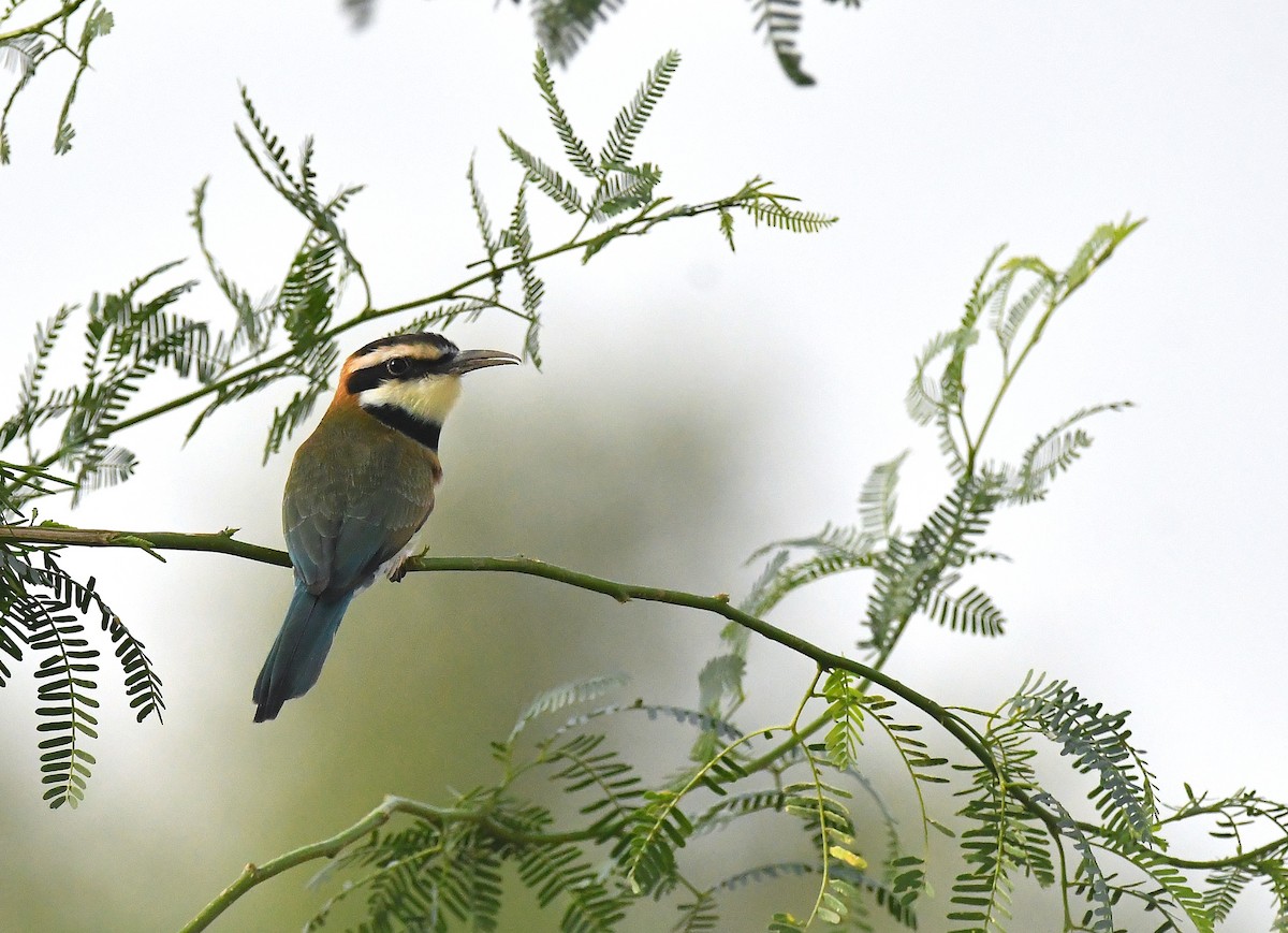 White-throated Bee-eater - ML641014703