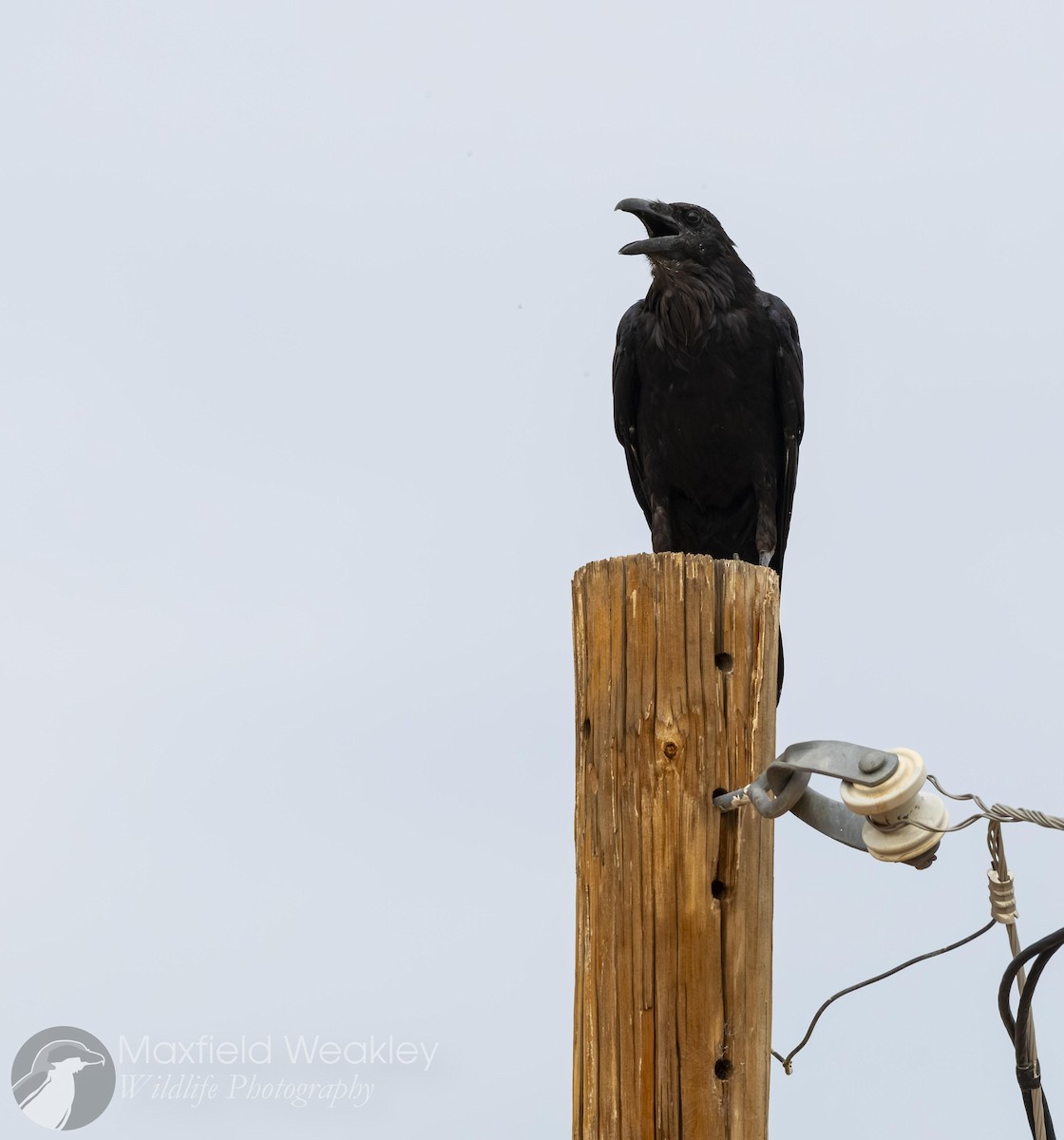 Grand Corbeau - ML641014720