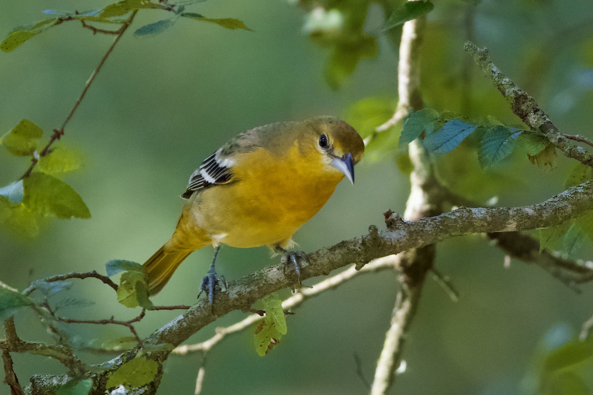 Baltimore Oriole - ML641014769