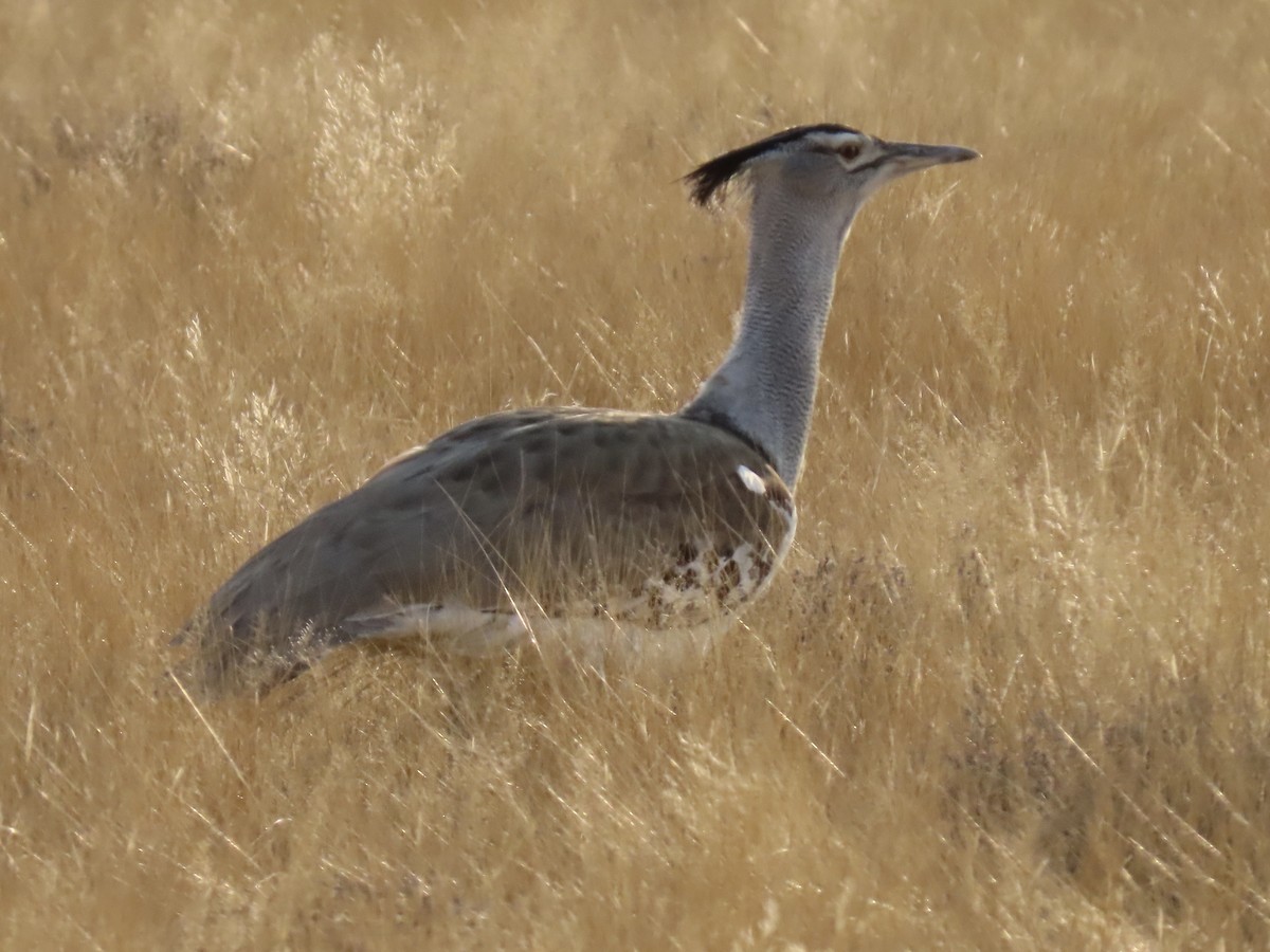 Kori Bustard - ML641014779