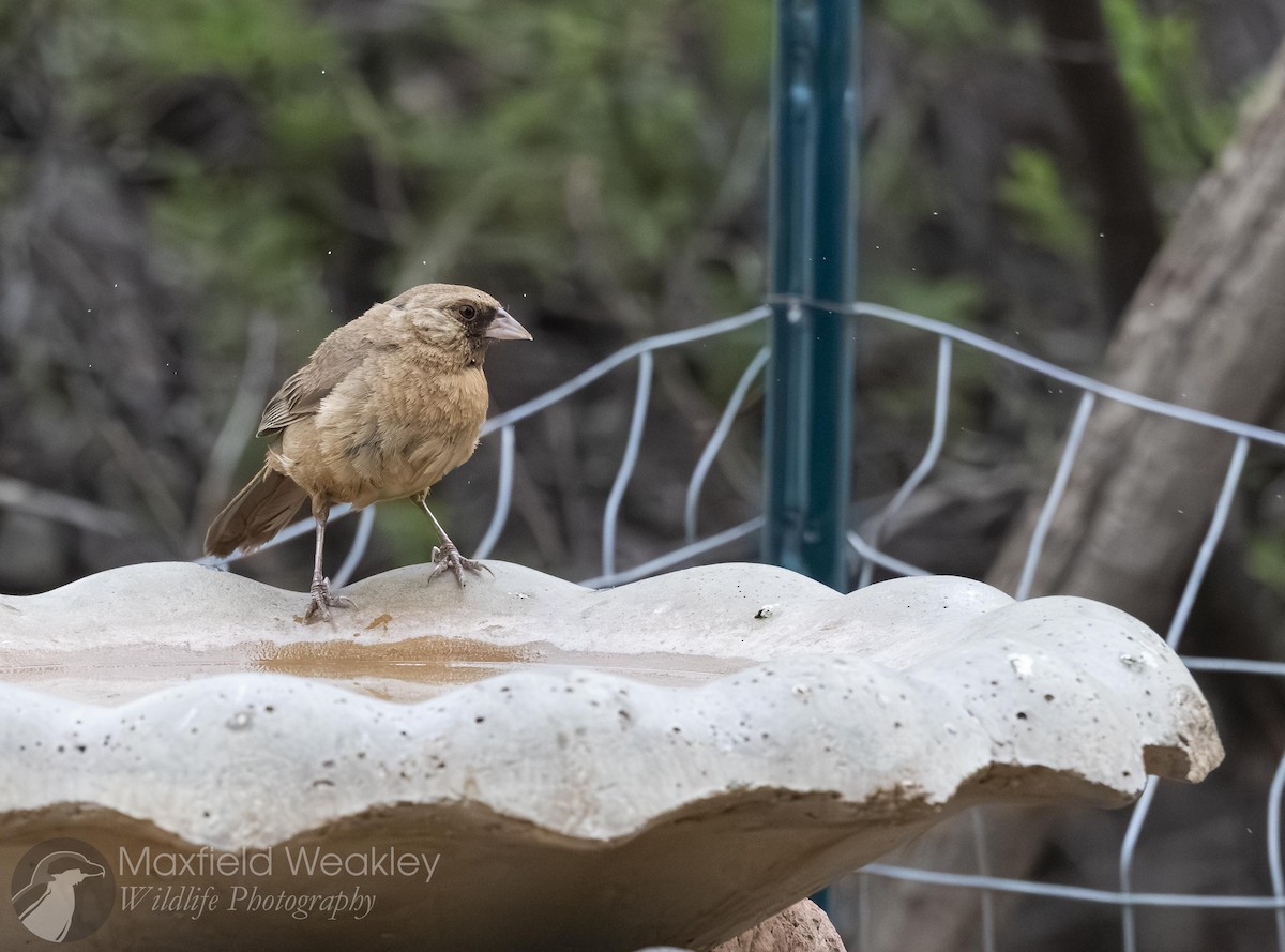 Abert's Towhee - ML641014792