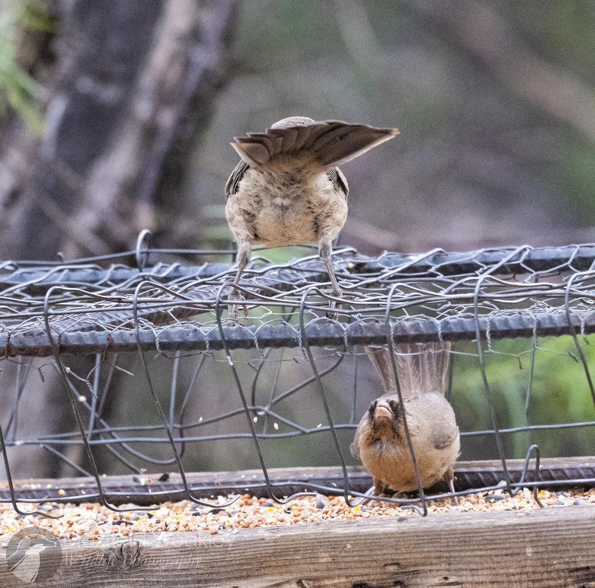 Abert's Towhee - ML641014793