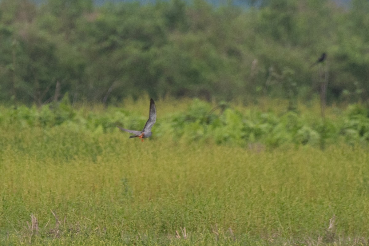 Amur Falcon - ML641014794