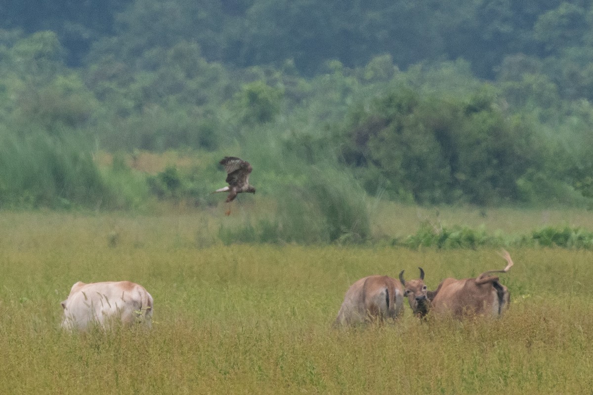 Eastern Marsh Harrier - ML641014840