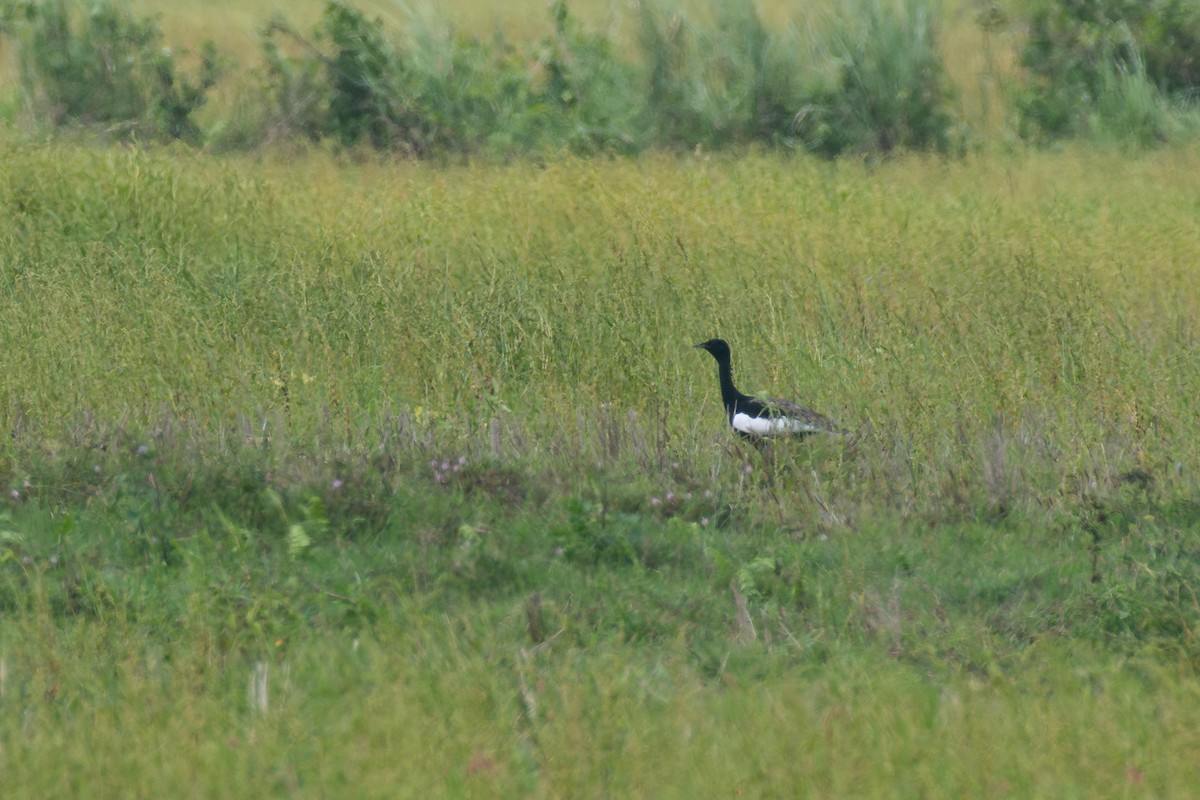 Bengal Florican - ML641014864
