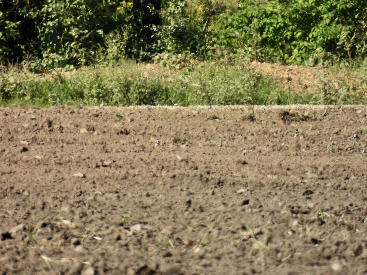 Ухаа элсэг - ML641014869