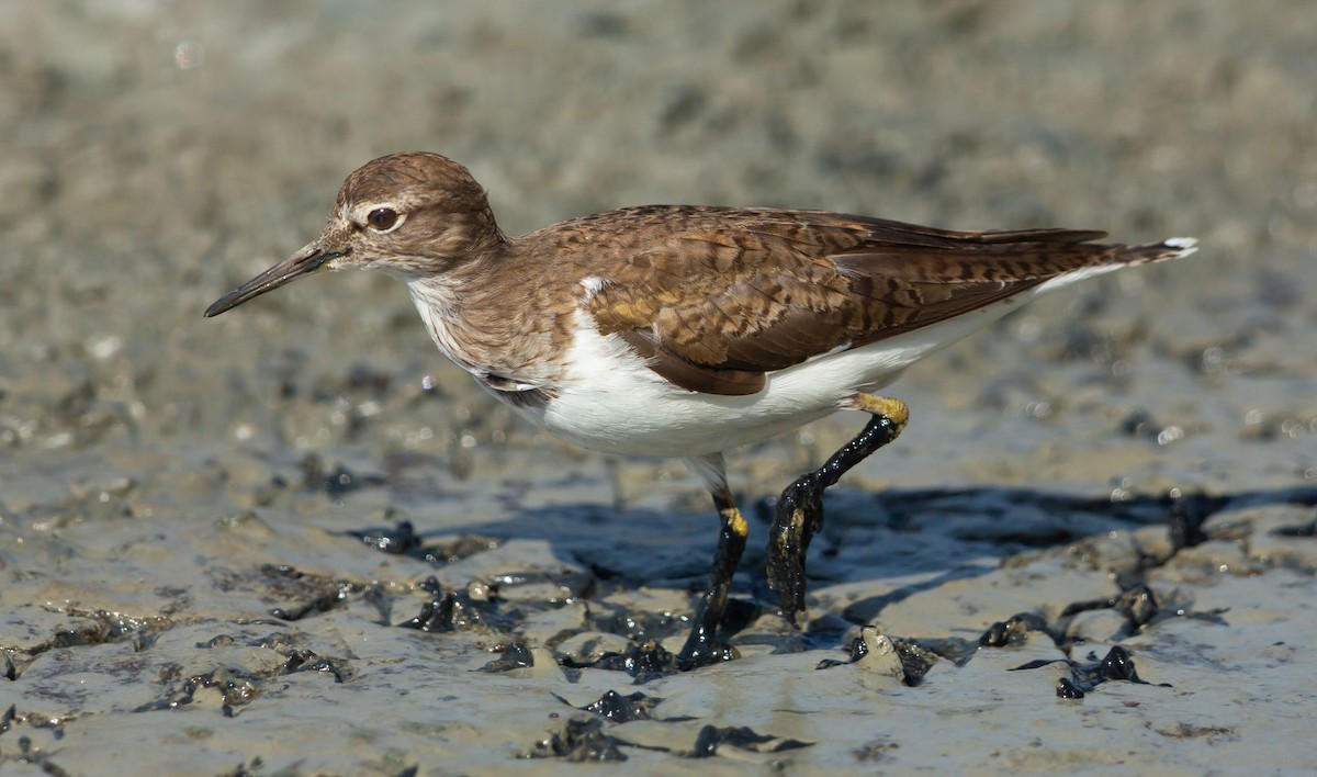 strandsnipe - ML641014894