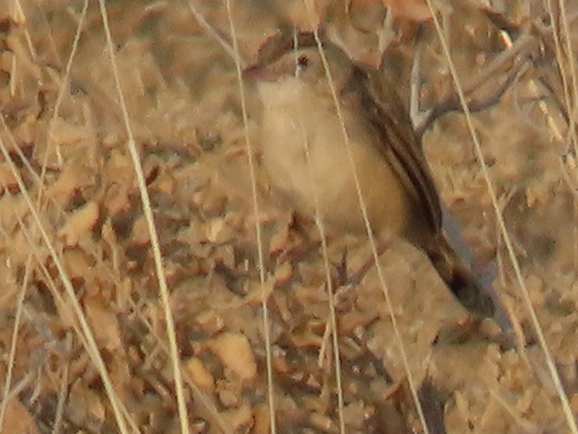 Desert Cisticola - ML641014906