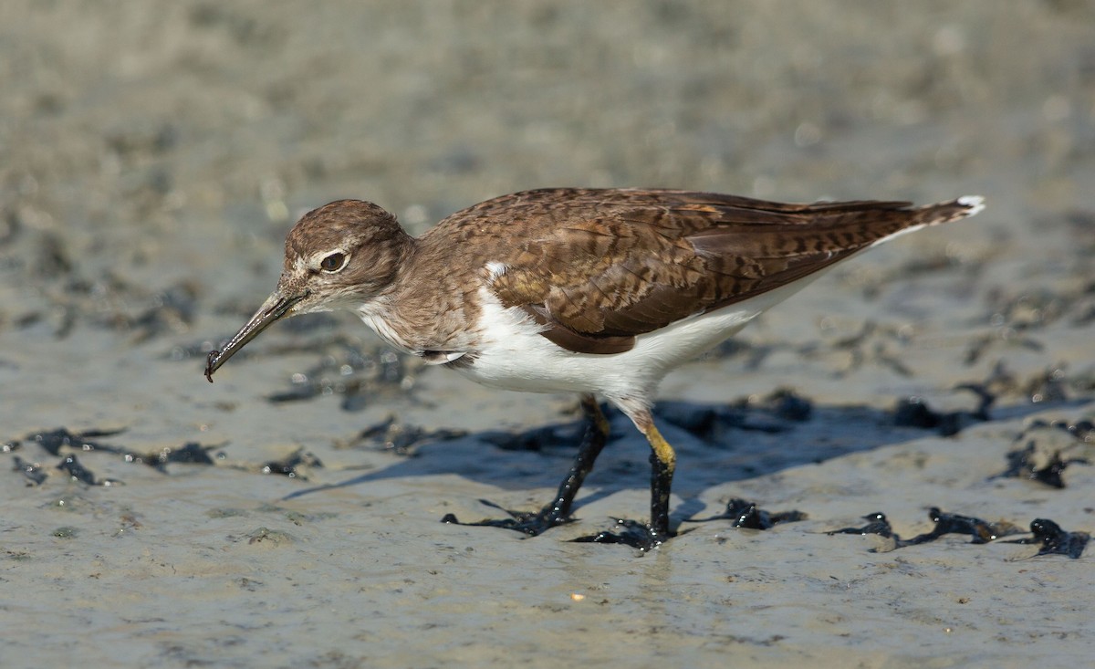 strandsnipe - ML641014907