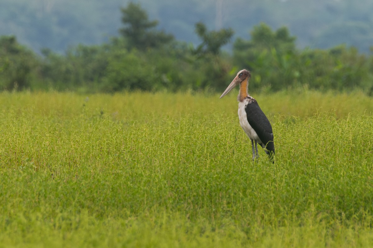 Lesser Adjutant - ML641014913