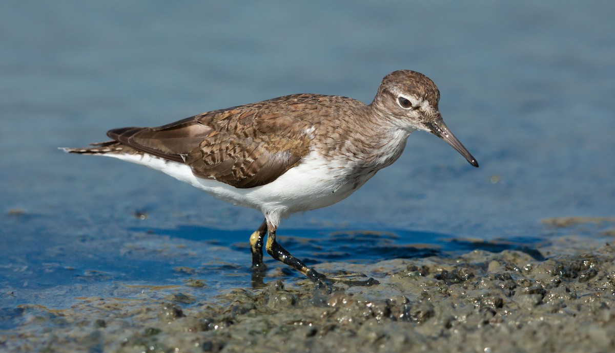 strandsnipe - ML641014932