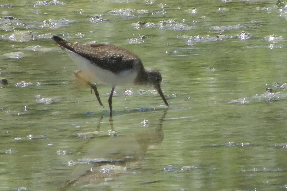 Solitary Sandpiper - ML641014933