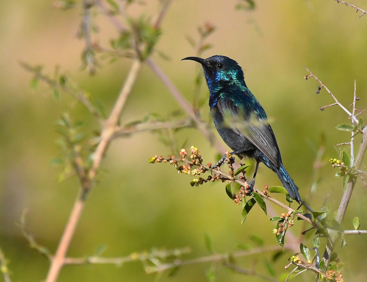 Jerichonektarvogel - ML641014947