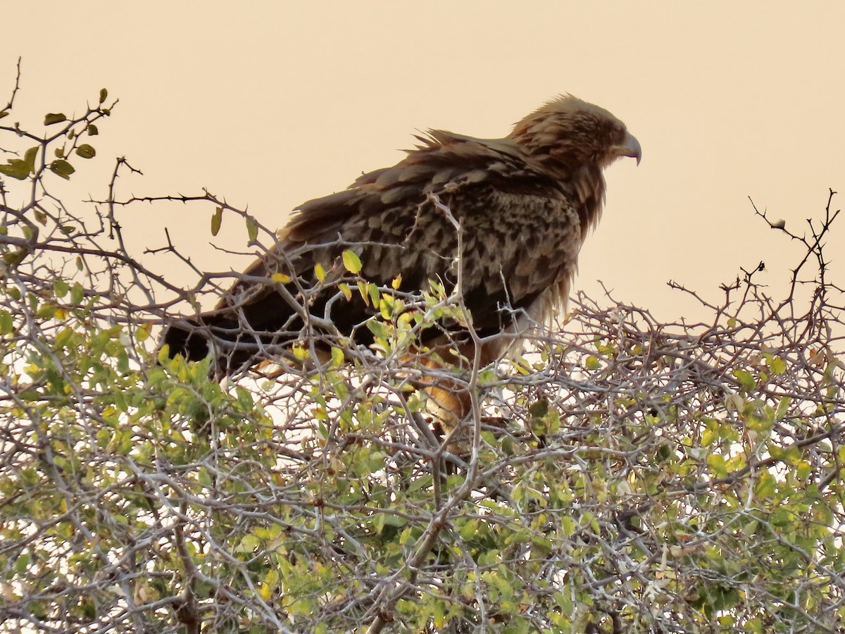 Tawny Eagle - ML641014949