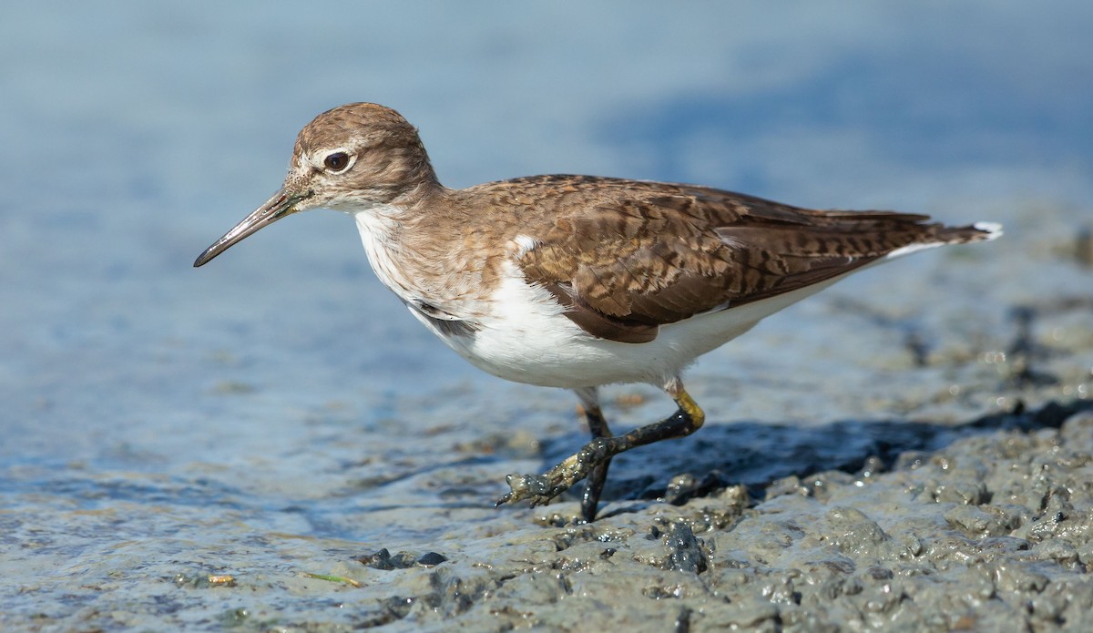strandsnipe - ML641014952