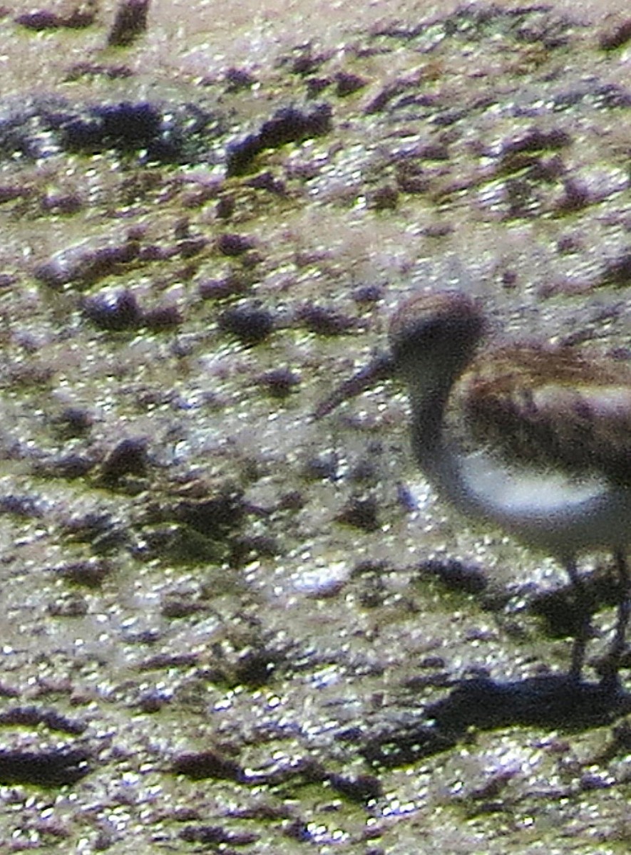 Western Sandpiper - ML641014957
