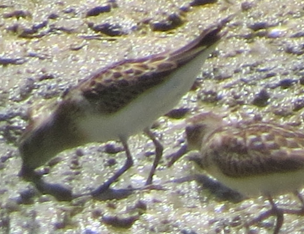 Western Sandpiper - ML641014962