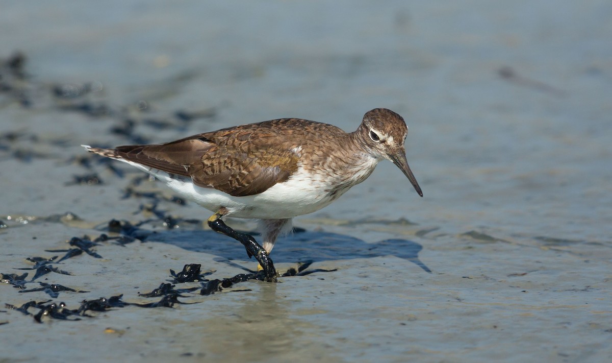 strandsnipe - ML641014977