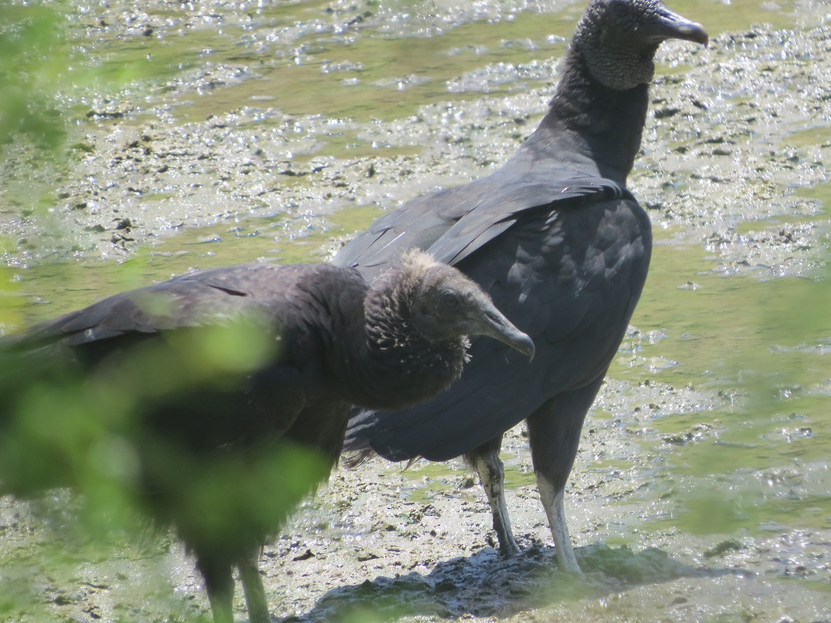 Black Vulture - ML641014993