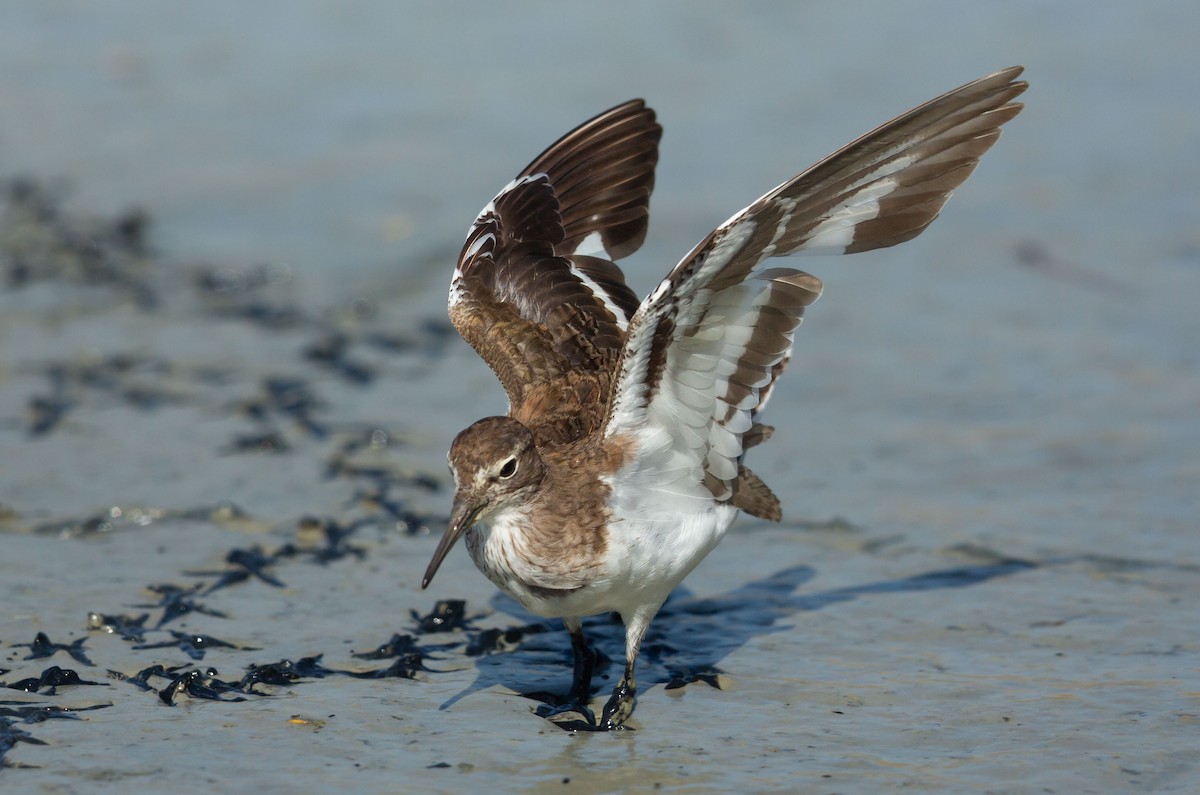 strandsnipe - ML641014994