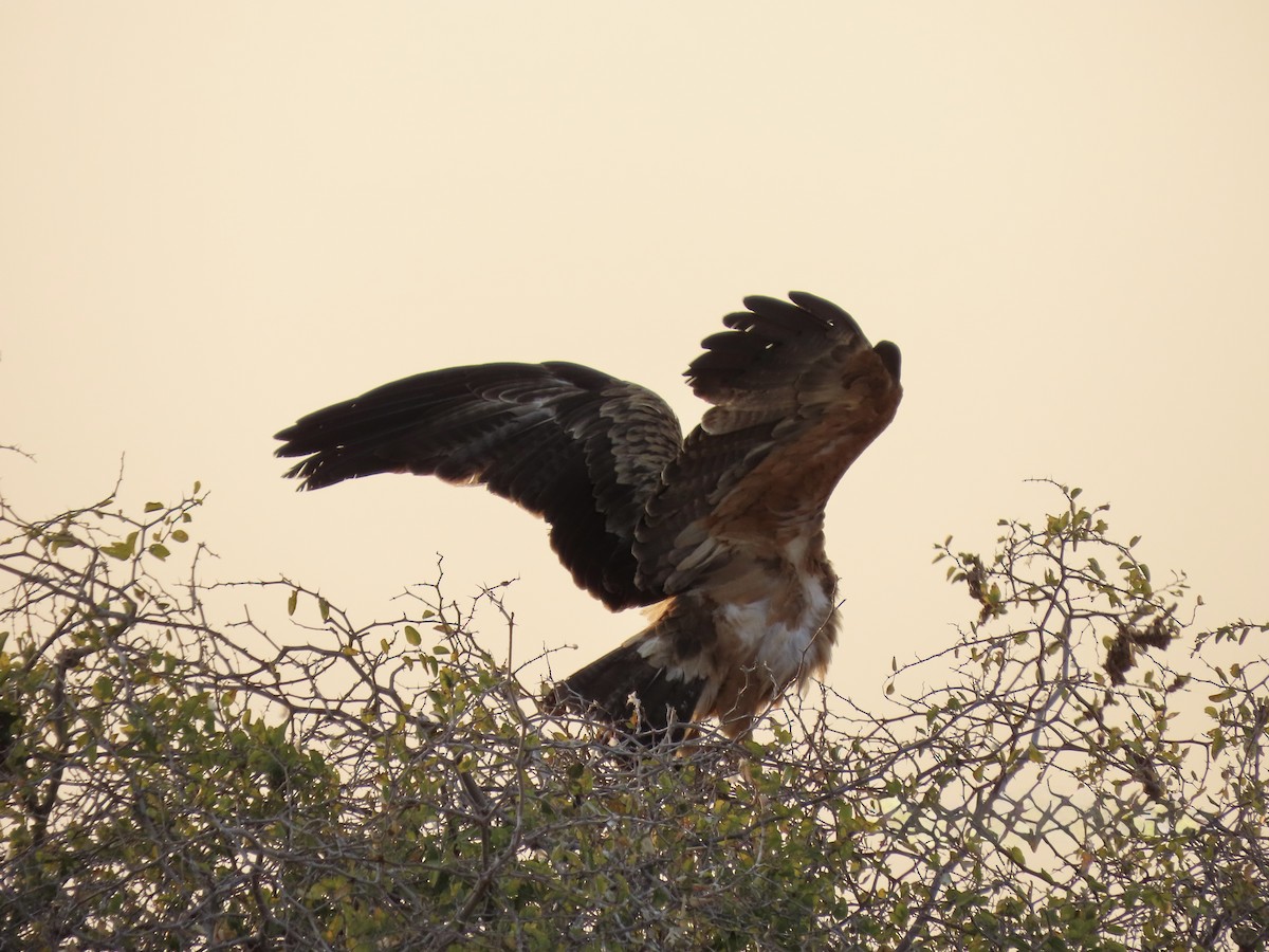 Tawny Eagle - ML641014998