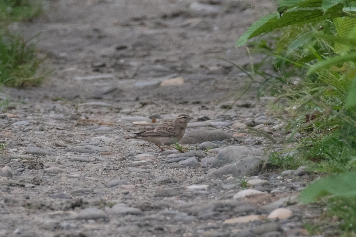 賽氏短趾百靈 - ML641015004