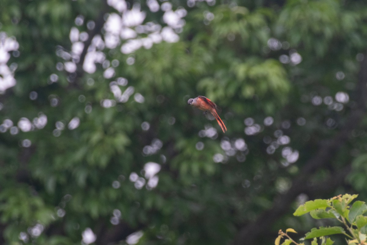 Rosy Minivet - ML641015009