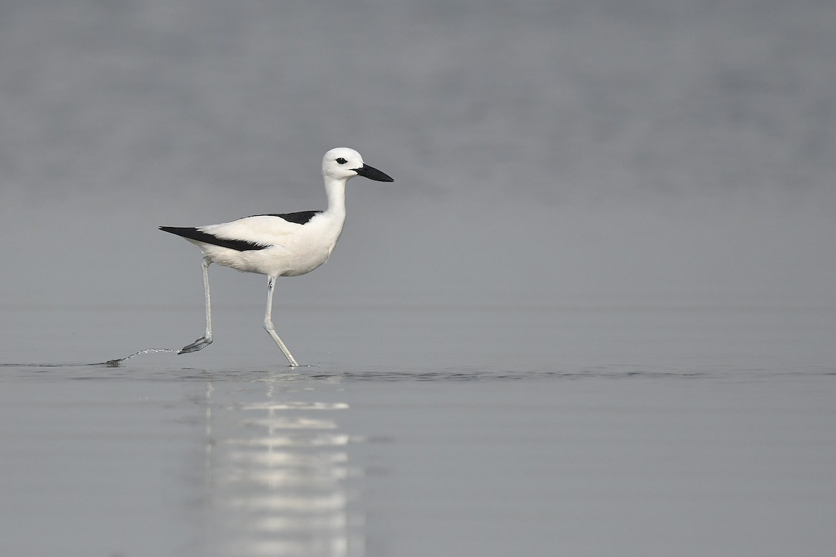 Crab-Plover - ML641015010