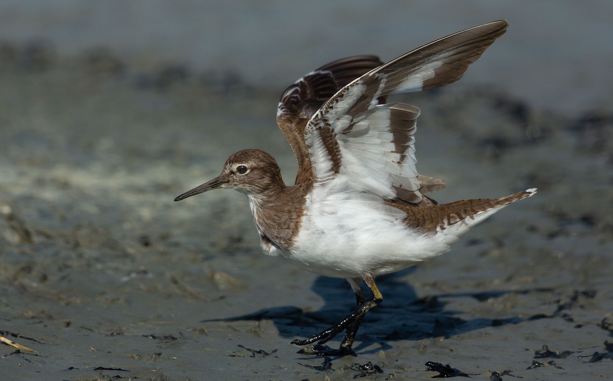 strandsnipe - ML641015011