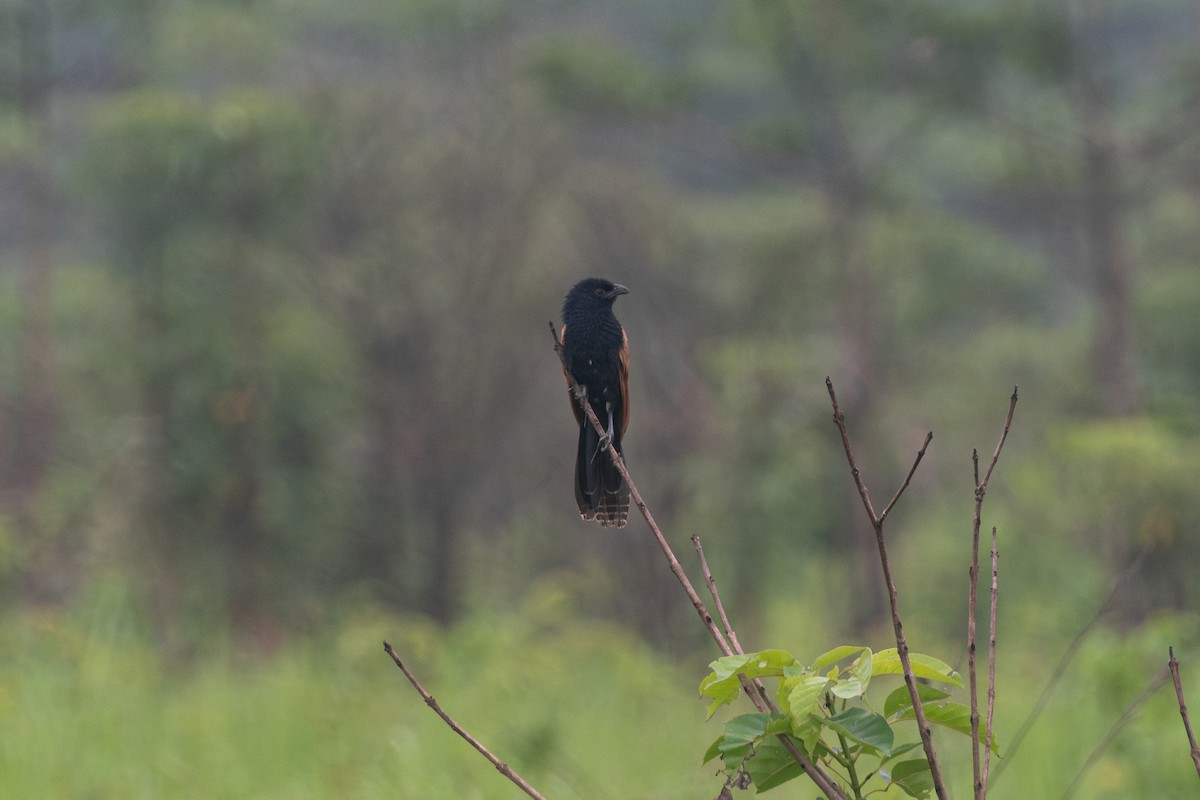 Lesser Coucal - ML641015019