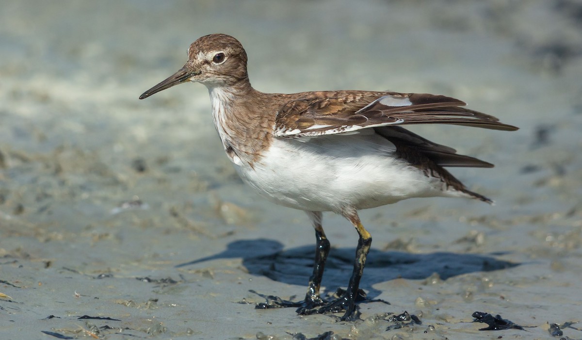 strandsnipe - ML641015029