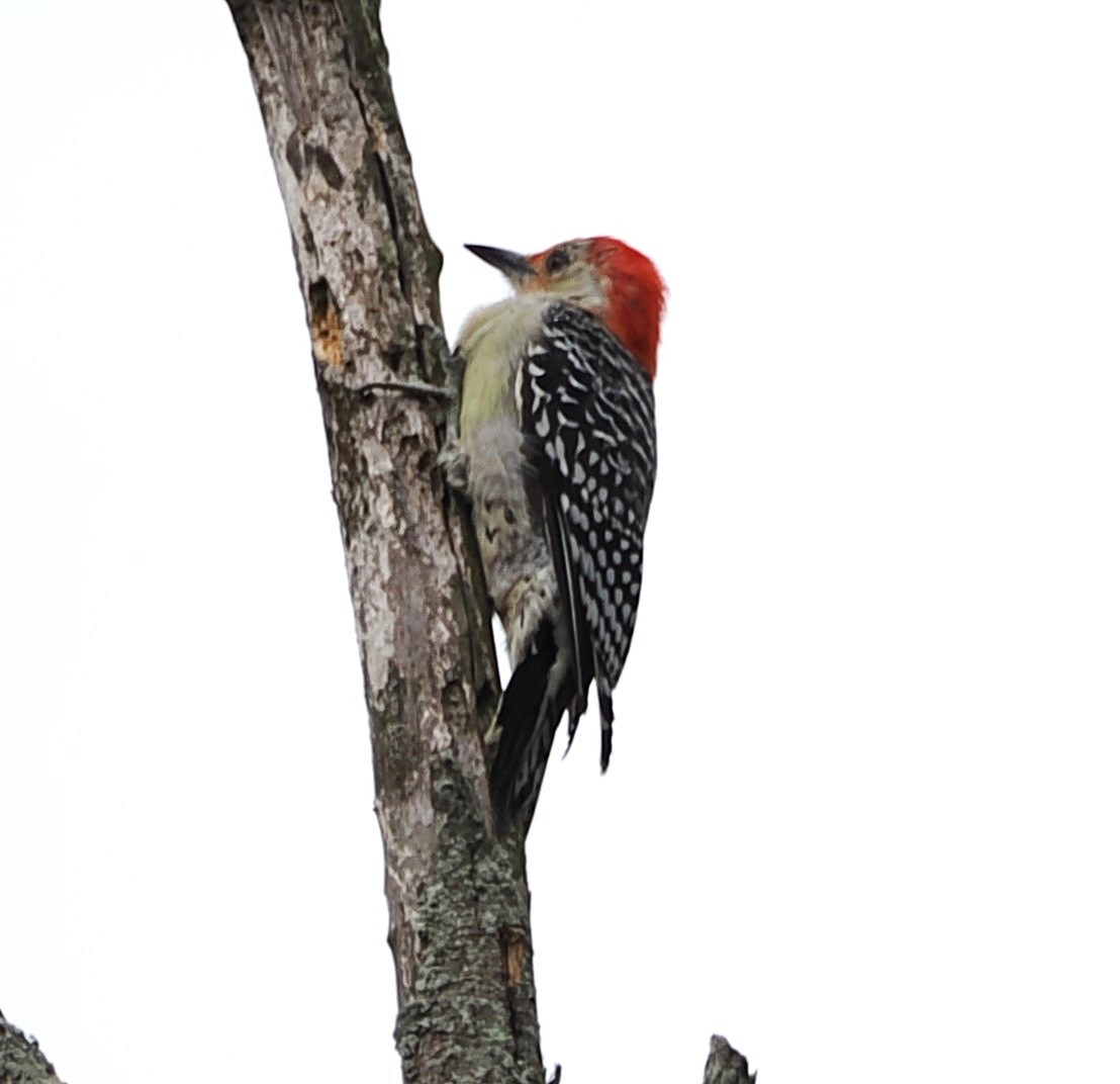 Red-bellied Woodpecker - ML641015051