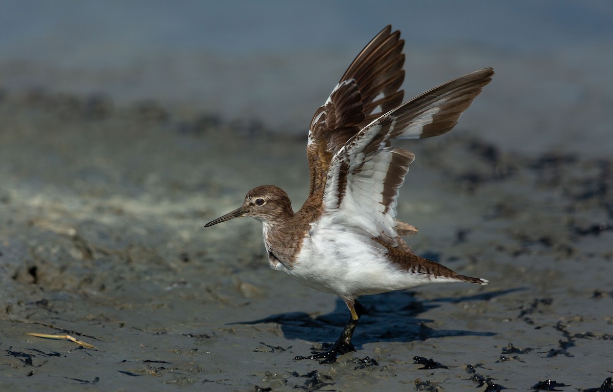 strandsnipe - ML641015052