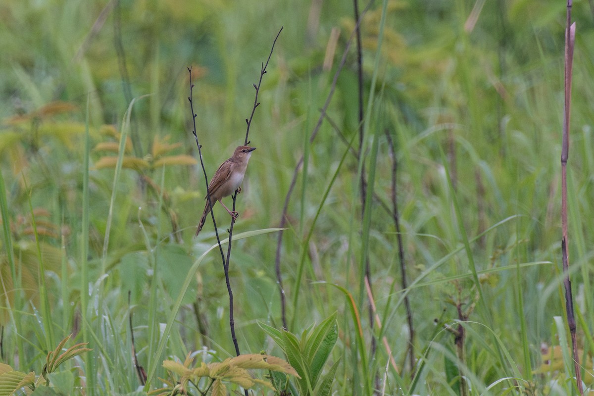 Bristled Grassbird - ML641015053
